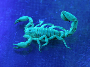 scorpion1