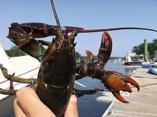 This four-clawed lobster was caught this week by fisherman Mark Sewall of York, Maine.